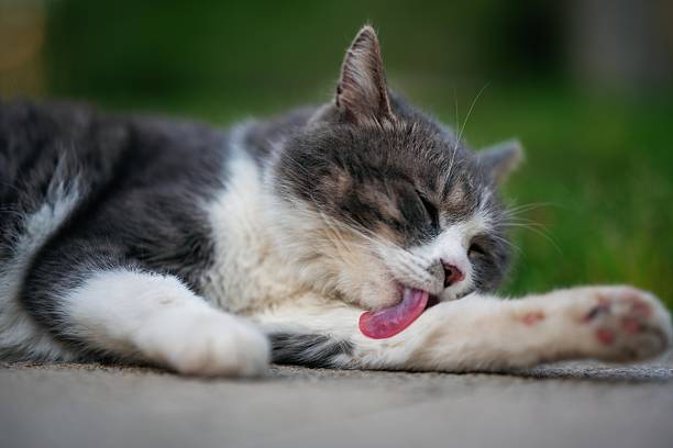 A British Shorthair cat is lying on the ground, using its paw to lick its left forearm.