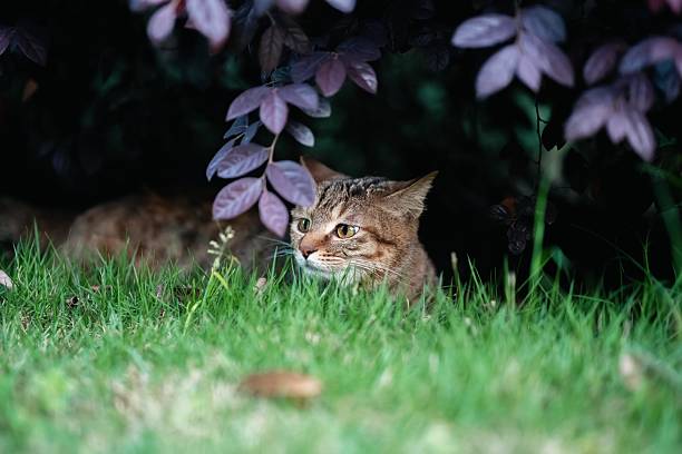 An orange tabby cat hides in the bushes