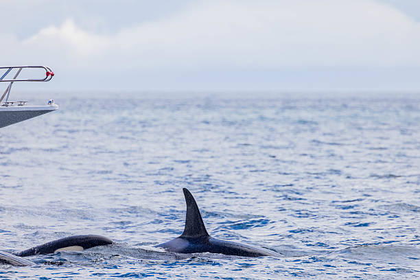 istock Orca in Rausu, Hokkaido, Japan 2210944990