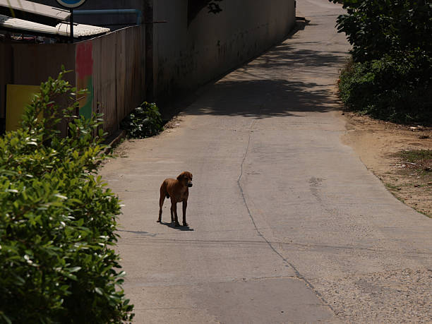 istock A Lonely Dog Wandering Along a Peaceful and Quiet Pathway in a Beautiful Landscape 2210945899