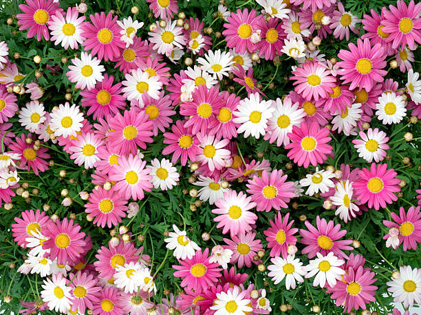 istock Pink margaret in full bloom 2210946016