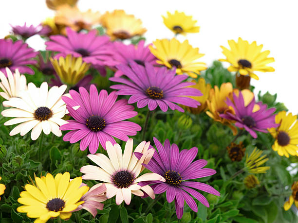 istock Potted osteospermum in full bloom, Grand Canyon 2210946037