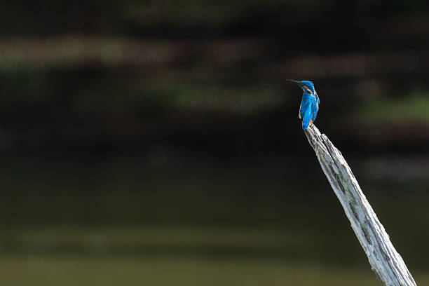 Beautiful Kingfisher (Alcedo atthis) in the spotlight. 
