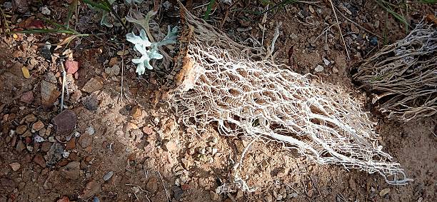 Closeup of a cactus skeleton showing a lacy structure.