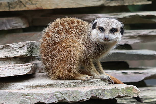 Suricata suricatta on the rocks