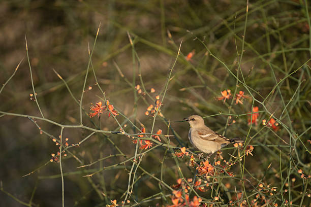 istock Yellow throated Sparrow 2210953345