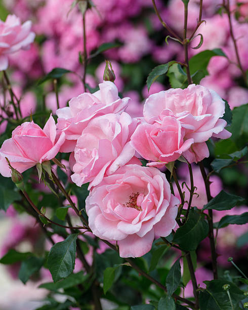 istock Colorful garden flowers 2210954553