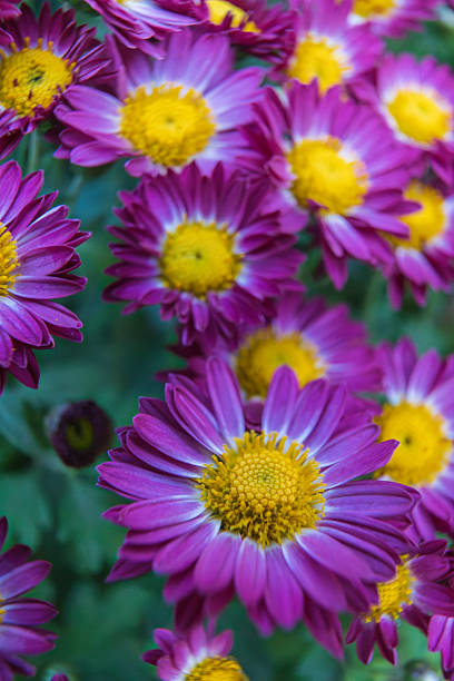 istock Purple flowers during sunset 2210954789
