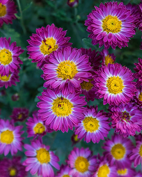 istock Beautiful purple flowers during summer 2210954800