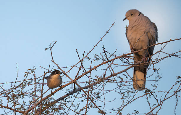 istock Eastern Orphean Warbler and Dove on Tree ,Moon in backdrop 2210955010