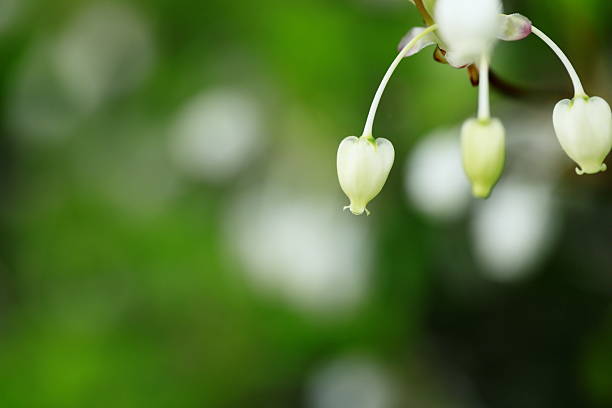 The cute little Enkianthus campanulatus is in full bloom