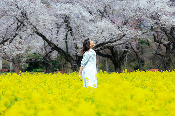 Cherry blossoms in park, Tachikawa Japan