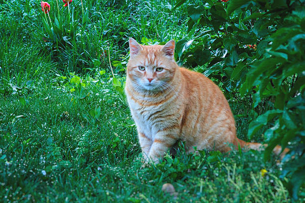 This charming image captures a ginger tabby cat with striking light eyes sitting comfortably amongst vibrant green grass and foliage in a garden setting. A few bright red tulips add a pop of color to the background. The cat is looking directly at the camera with a calm expression.