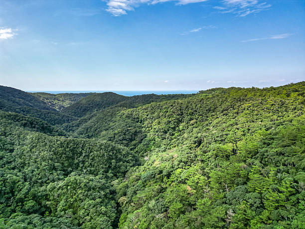 istock yanbaru national park, okinawa 2210960523