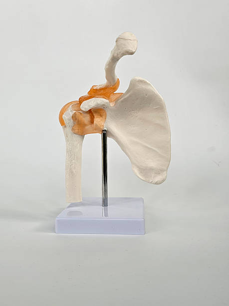 istock Detailed anatomical model of a human shoulder joint showcasing its structure 2210961245