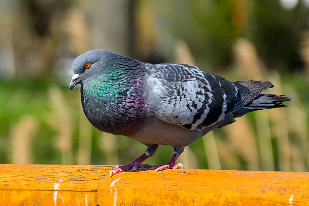 istock A pigeon with iridescent feathers perched on a wooden surface, displaying vibrant colors and detailed plumage. 2210963532