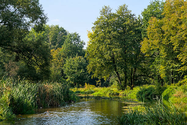 istock Serene river flowing through lush green forest with tall trees and dense vegetation on a sunny day 2210963575