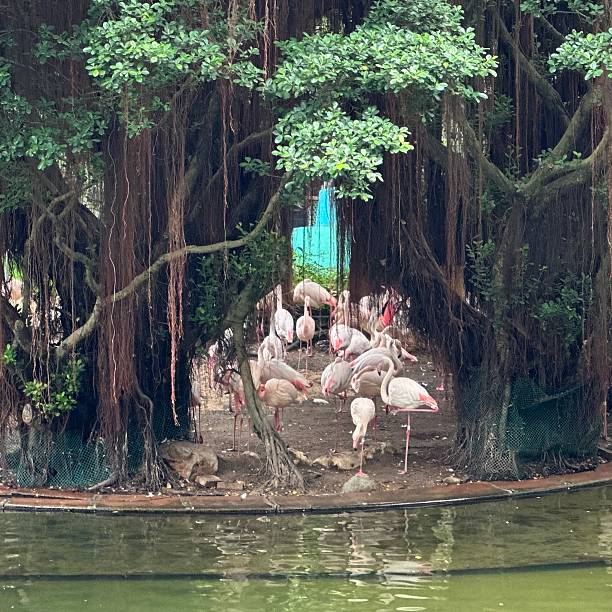 istock Flamingo relaxing in Kowloon Park 2210964064