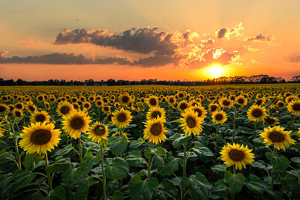 istock Beautiful sunset over sunflowers field 2210964093