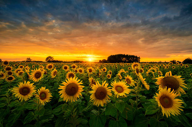 istock Beautiful sunset over sunflowers field 2210964101