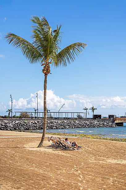 Arrecife, Lanzarote, Canary Islands, Spain - March 5th 2025: This inviting image captures a serene beach scene in Arrecife, Lanzarote. A tall palm tree stands prominently in the foreground, providing shade for a row of sun loungers where a visitor relaxes. The golden sand stretches toward a rocky breakwater, separating the beach from the calm ocean waters. Along the promenade, lampposts and structures add a touch of urban charm, blending seamlessly with the island’s natural beauty. The clear blue sky, dotted with a few clouds, enhances the peaceful atmosphere, making this a perfect representation of Lanzarote’s coastal allure.