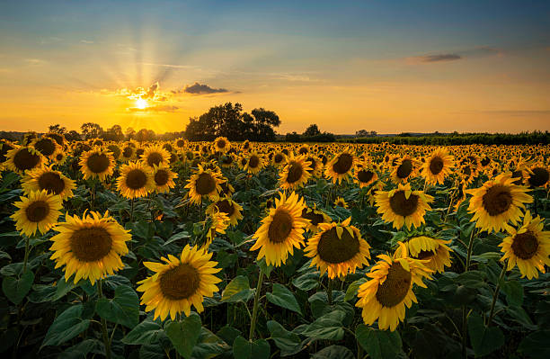 istock Beautiful sunset over sunflowers field 2210964592