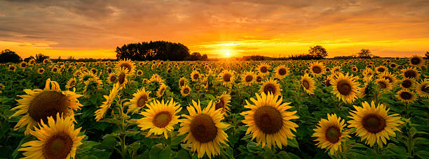 istock Beautiful sunset over sunflowers field 2210964788