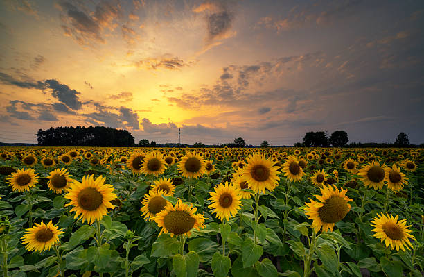 istock Beautiful sunset over sunflowers field 2210964973