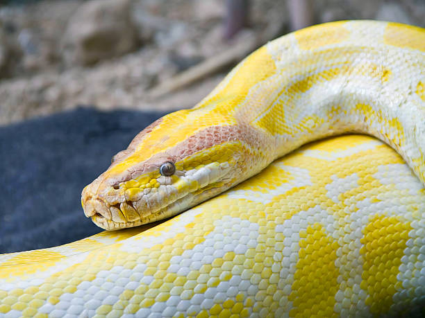 Python Amarrilla 220+ Yellow Burmese Python Fotografías de stock, fotos e imágenes ...