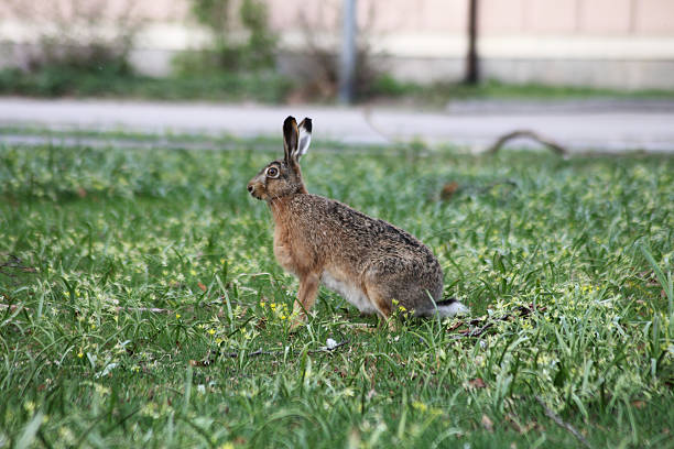 A hare in a park in Eskilstuna - Sweden