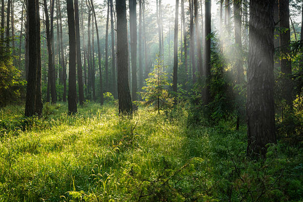 istock Beautiful sunny morning in green forest 2210966273