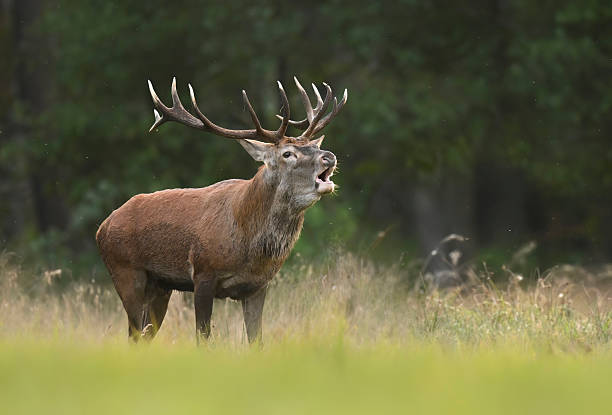 istock European deer male buck ( Cervus elaphus ) during rut 2210966290