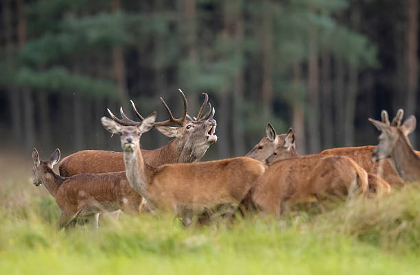 istock European deer male buck ( Cervus elaphus ) during rut 2210966309