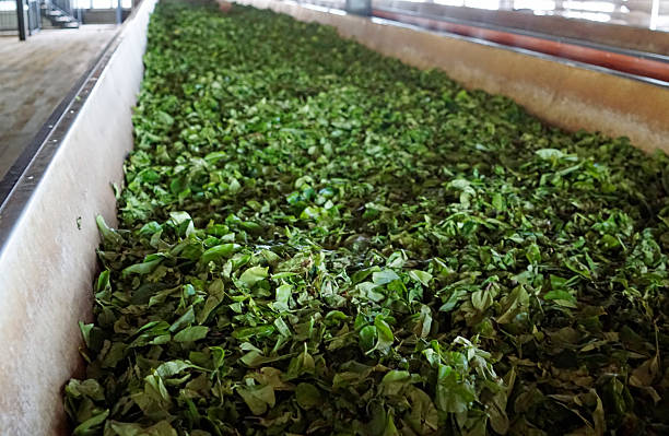 istock tea factory in sri lanka 2210966650