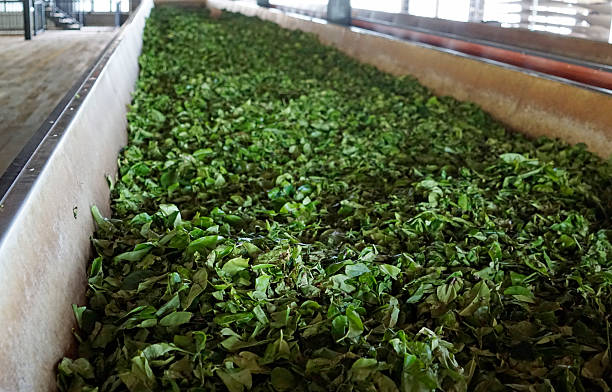 istock tea factory in sri lanka 2210966665