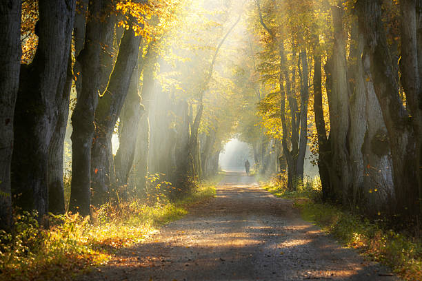 istock autumn morning in old trees avenue 2210968095