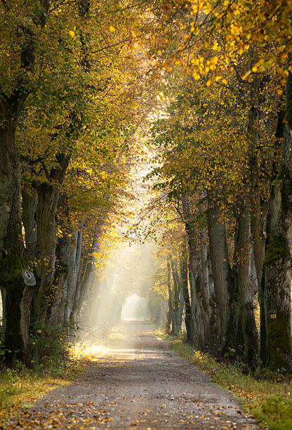 istock autumn morning in old trees avenue 2210968372