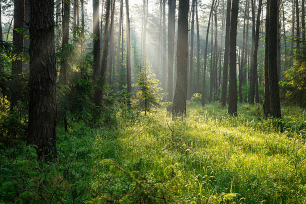 istock Beautiful sunny morning in green forest 2210968548