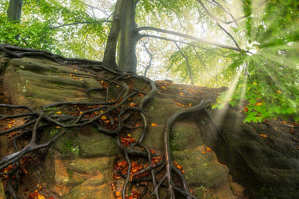Beautiful green trees with roots on rocks