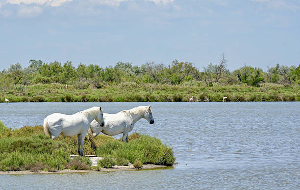 istock Two Camargue ponies surveying the scene 2210968662