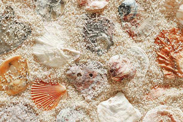 istock Colored Shells summer pattern on sandy beach, aesthetic nature still life, organic shapes, beauty nature background. Closeup seashells at Soft lighting, warm tones create natural, beachy mood 2210969337