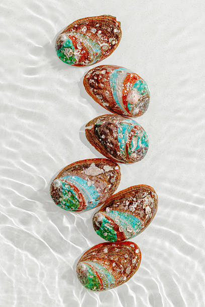 istock Colored shells floating on waves transparent sea water with sun flare. Natural textured Seashells of natural bright and shimmering at sunlight, Minimal nature still life poster, summer vibe, vertical 2210969349