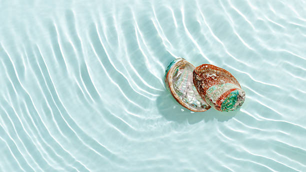 istock Colored shells floating on waves green blue sea water with sun flare, banner with copy space. Natural textured Seashells shimmering at sunlight, Minimal aesthetic still life photo, summer vibe, above 2210969356
