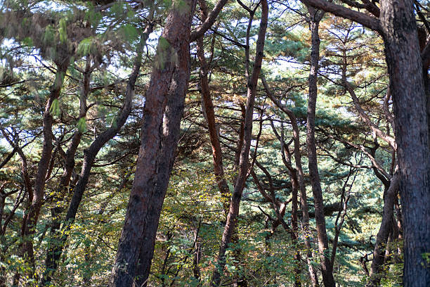 Pine tree branch in autumn with sky on the background