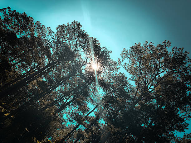 istock City of Pines 2210970110