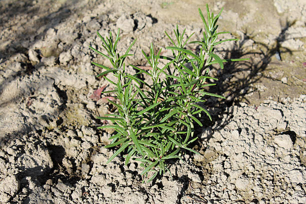 Fresh rosemary bunch in a small green toy bucket