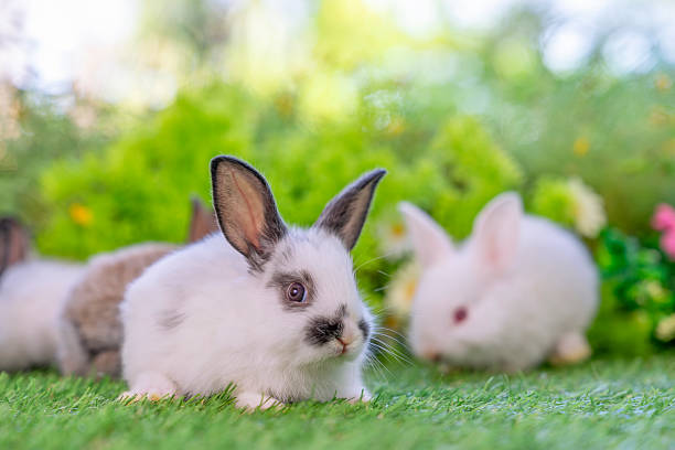 istock young adorable rabbit sitting on green nature,bunny easter concept 2210971158