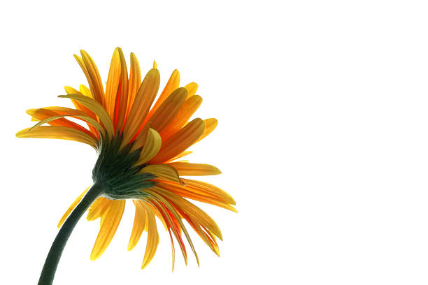 Beautiful Yellow Gerbera (Gerbera jamesonii) flower on white background.