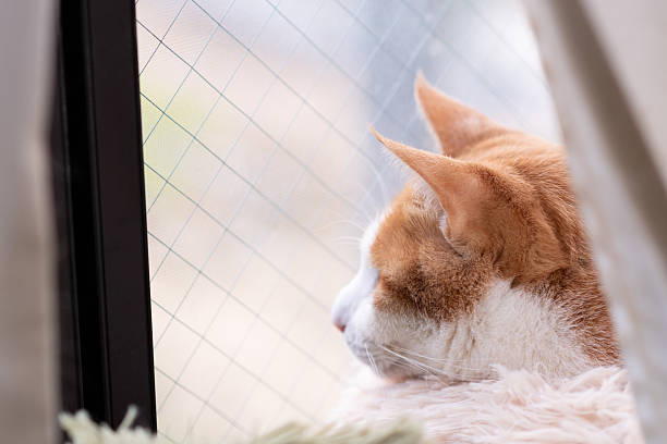 istock Cute cat relaxing by the window 2210973506