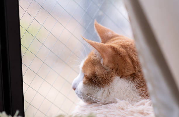 istock Cute cat relaxing by the window 2210973517